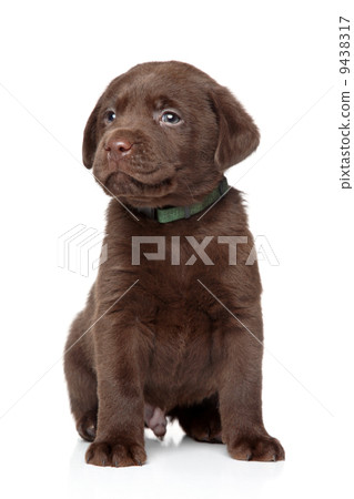 Brown Labrador puppy on white background 9438317