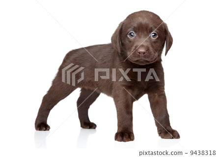 Chocolate Labrador puppy Chocolate Labrador puppy 9438318