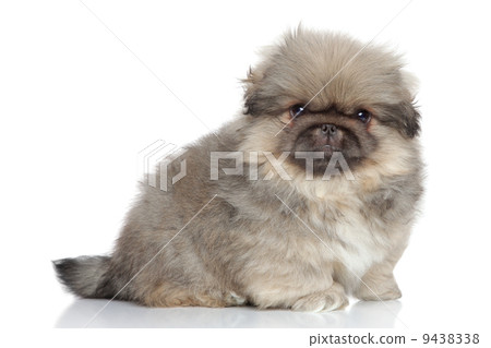 Pekingese puppy close-up portrait Pekingese puppy close-up portrait 9438338
