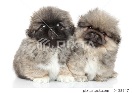 Pekingese puppies on a white background 9438347
