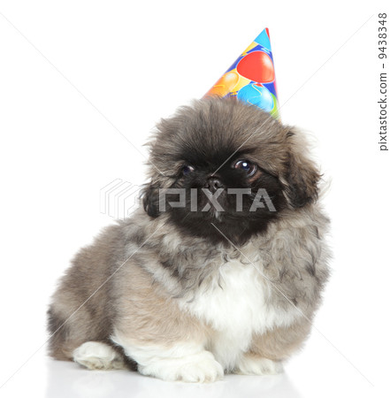 Pekingese puppy in party cone 9438348