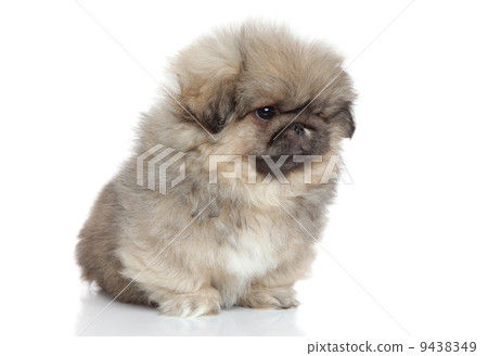 Pekingese puppy portrait on white background 9438349