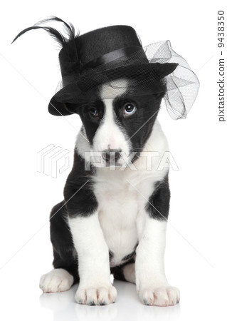 Central Asian shepherd puppy in fashionable hat 9438350