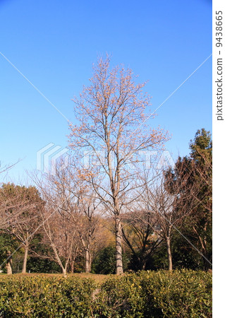 Hakken cla tree Hakken cla tree 9438665