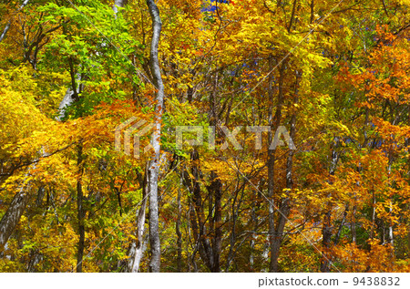 Autumn leaves 9438832