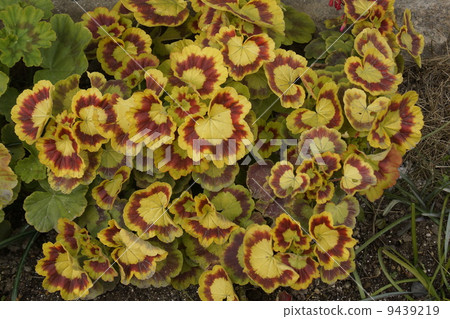 Geranium leaves 9439219