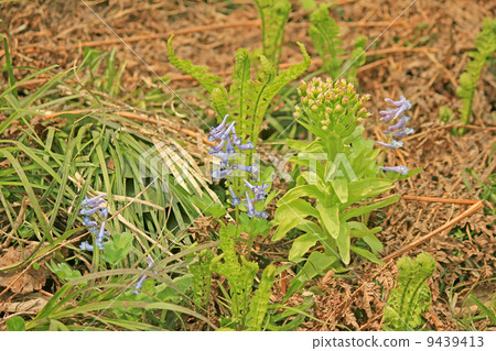 春天的氣息 9439413