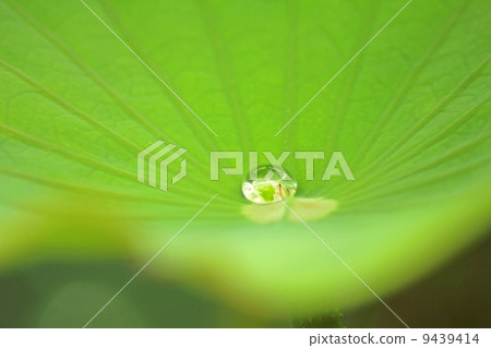 生命之源 9439414