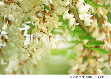 假金合歡的花 9439415