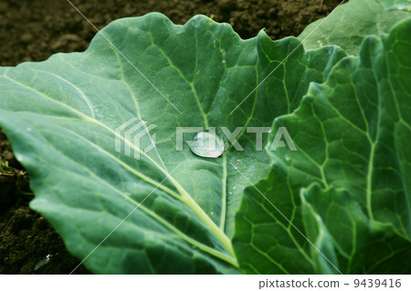 生命之源 9439416