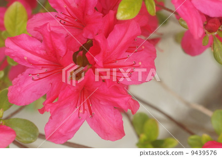 映山紅 9439576