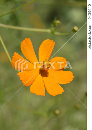 Kibana cosmos (yellow flowers fall cherry blossoms) Kibana cosmos (yellow flowers fall cherry blossoms) 9439640