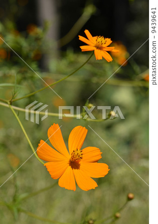 Kibana cosmos (yellow flowers fall cherry blossoms) 9439641