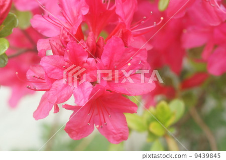 Azalea Azalea 9439845