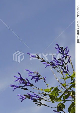 Salvia Guaranitica 9439889