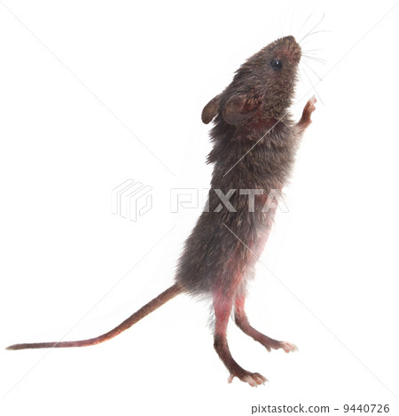 wild gray mouse rat stands on its hind legs sniffing isolated (c 9440726