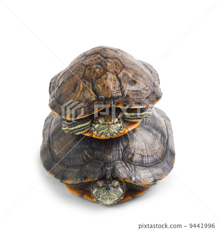 two turtle isolated on white background two turtle isolated on white background 9441996