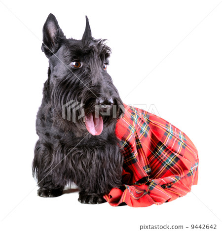 Dog in kilt 9442642