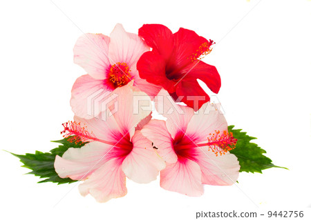 bunch of hibiscus flowers bunch of hibiscus flowers 9442756
