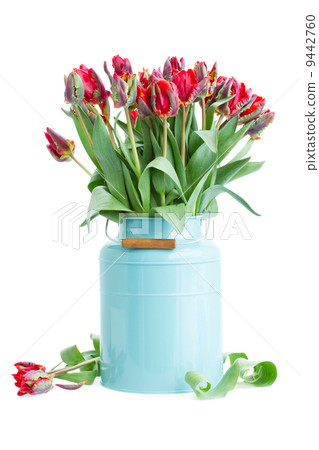 spring tulip flowers in blue pot spring tulip flowers in blue pot 9442760
