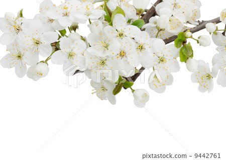 Blossoming Plum Flowers Blossoming Plum Flowers 9442761