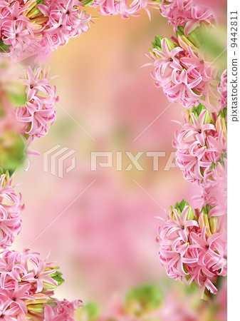 Decoration hyacinth frame 9442811