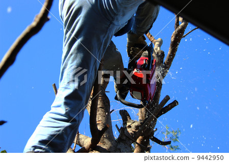 pruning 9442950