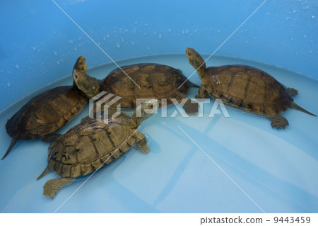 turtle turtle 9443459