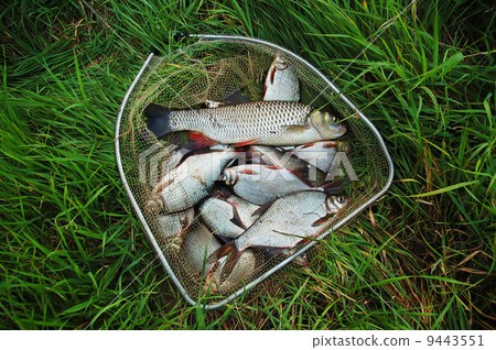 Catching fish 9443551