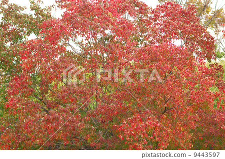 Autumn leaves of a fine Nankinghase 9443597