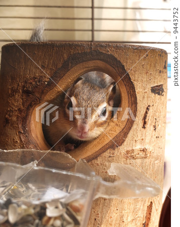 窺視孔 窺視孔 9443752