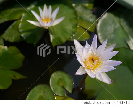 Lotus flower blooming at Wat Saket Lotus flower blooming at Wat Saket 9443813