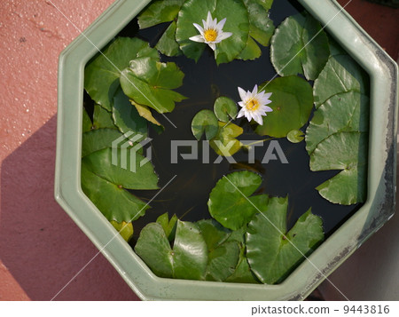 Lotus flower blooming at Wat Saket 9443816