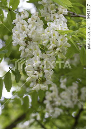 Fake acacia Fake acacia 9443847