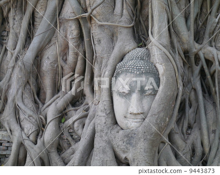 World heritage Ayutaya Wat Mahathart's Buddha head 9443873