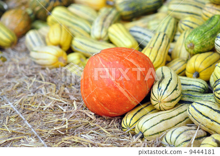 Harvest Pumpkin Background  9444181
