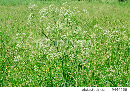Queen Anne's Lace or wild carrot Daucus carota Queen Anne's Lace or wild carrot Daucus carota 9444266