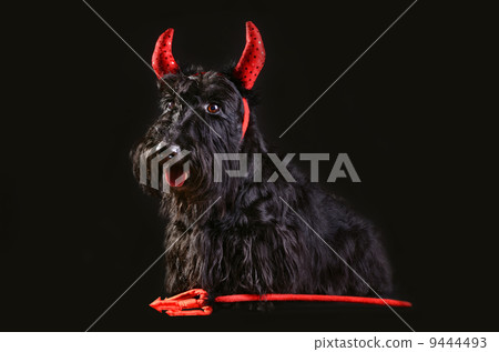 Devil dog Devil dog 9444493