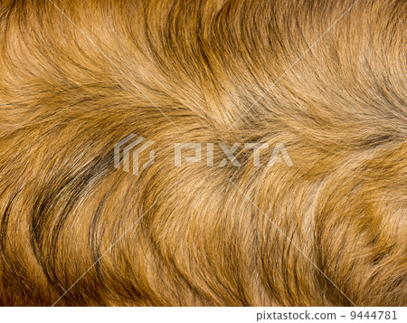 Fur texture. 9444781