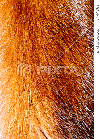 Fur texture. 9444865