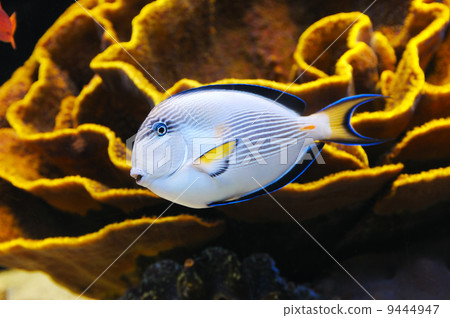 Fish and coral of the Red Sea 9444947