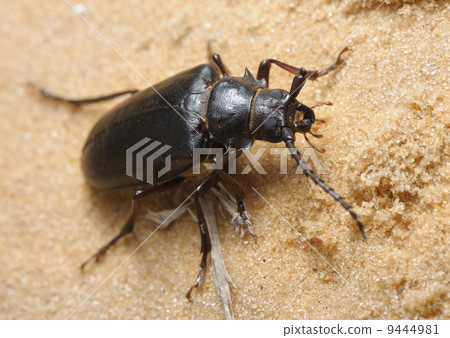 Longhorn beetle Longhorn beetle 9444981