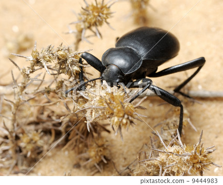 Darkling beetle on the sand Darkling beetle on the sand 9444983