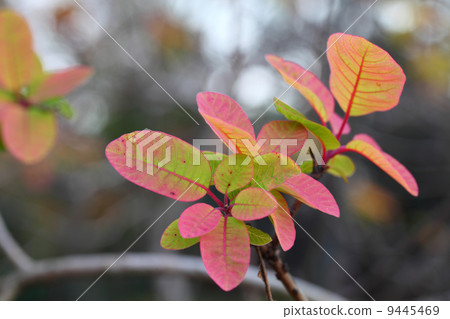 The autumn leaves of the smoke tree 9445469