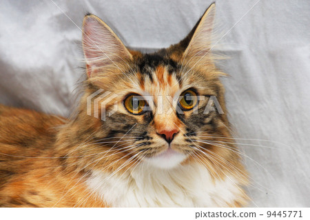 Maine Coon 9445771