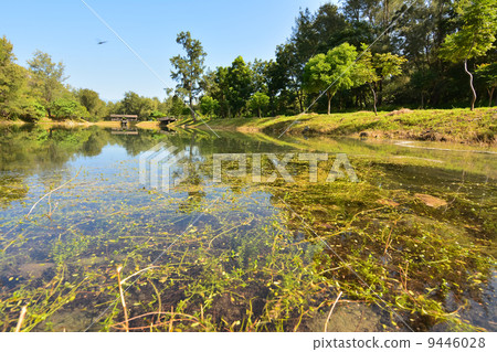 Pipa lake 9446028
