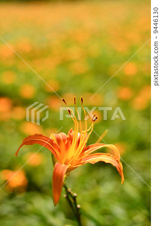 Tiger lily 9446130