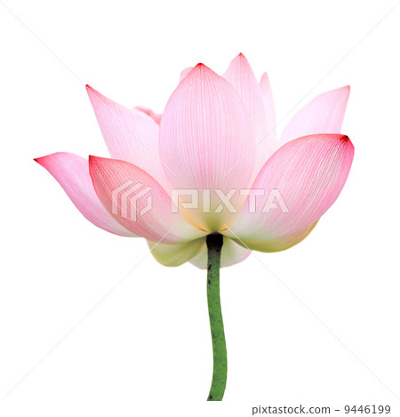 isolated lotus 9446199