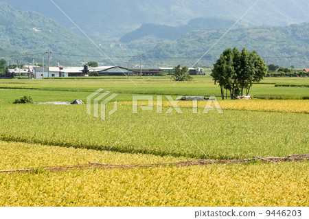 Golden rural scenery 9446203