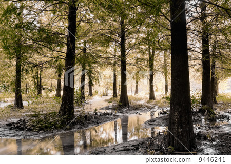 Forest scenery 9446241